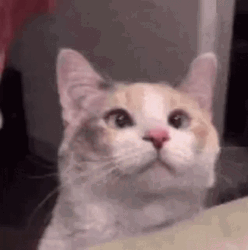 Petting Skookum Cat GIF