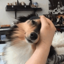 Petting The Sheltie Dog GIF GIFDB