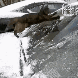 Pfsf1968 GIF