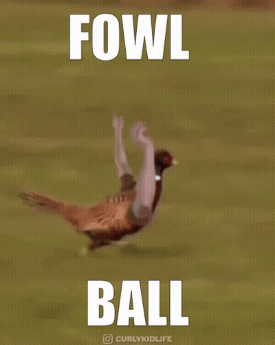 Pheasant Flying With Air Fowl Ball GIF