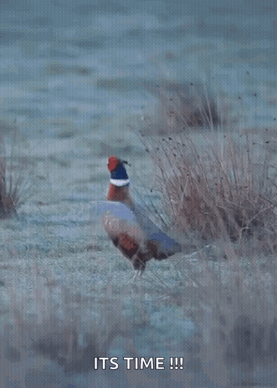 Pheasant In Field Saying It's Time GIF
