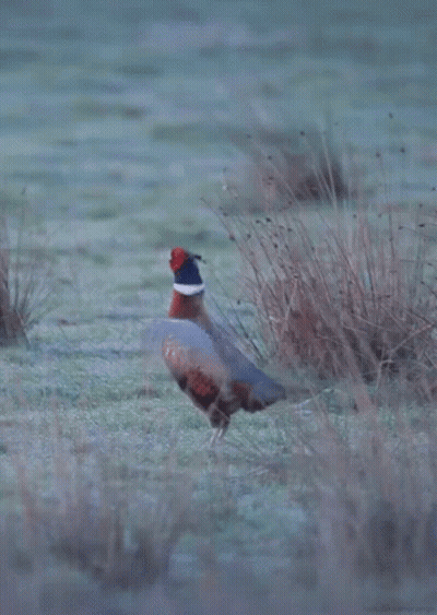 Pheasant Standing In Field With Feathers Spread GIF