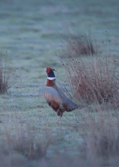 Pheasant Standing In Field With Red Head GIF