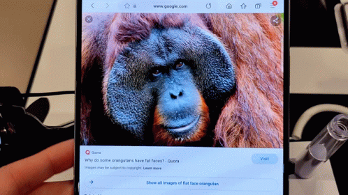 Phone Displaying Orangutan On Google GIF