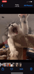 Phone Images Album Tired Cat  GIF