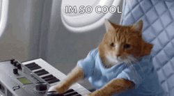 Piano Dancing Cat Meme GIF