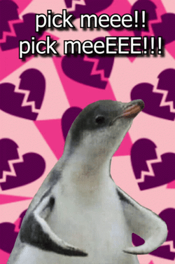 Pick Me Penguin GIF