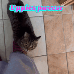 Pick Me Up My Favorite Human GIF
