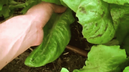 Picking A Fresh Leaf GIF