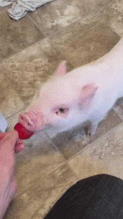 Pickle Thatll Do Pig GIF