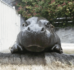 Picture Taking Of A Hippo GIF