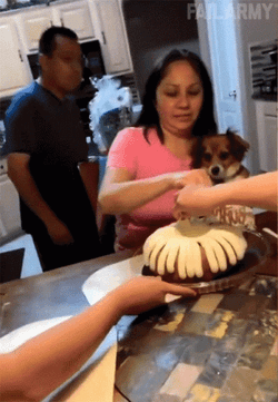 Pie In The Face GIF