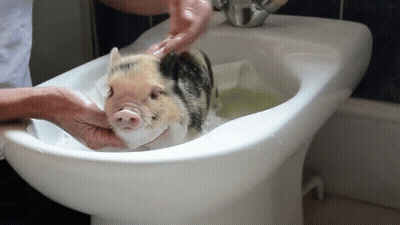 Pig Being Bathed In Sink GIF