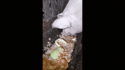 Pig Eating From Trough With Green Object GIF