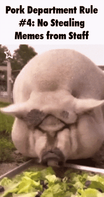 Pig Eating Lettuce Pork Department Rule #4 No Stealing Memes From Staff GIF