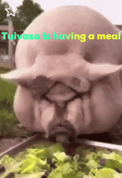 Pig Eating Lettuce Tuivasa Having A Meal GIF