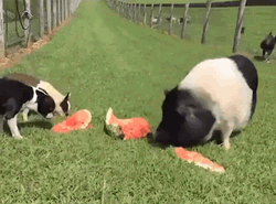 Pig Eating Watermelon GIF