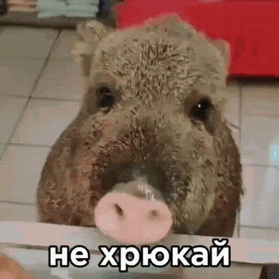Pig Face With Words He Xpokah In Russian GIF