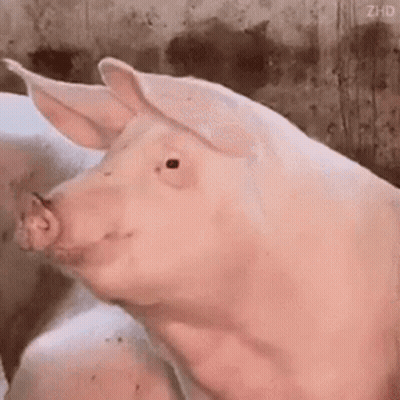 Pig Head Close Up Mouth Open Looking At Camera GIF