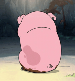 Pig Head Turn GIF