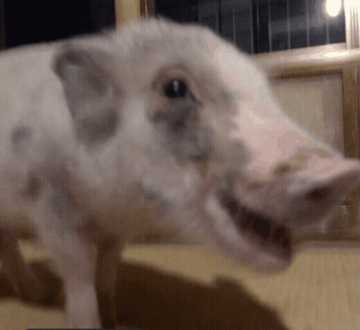 Pig Head With Mouth Open GIF