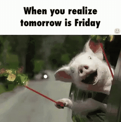 Pig Holding Red Leash And Laughing GIF