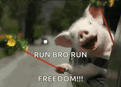 Pig Holding Red Rope Saying Run Bro Run Freedom GIF