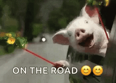 Pig Holding Red Stick With Words GIF