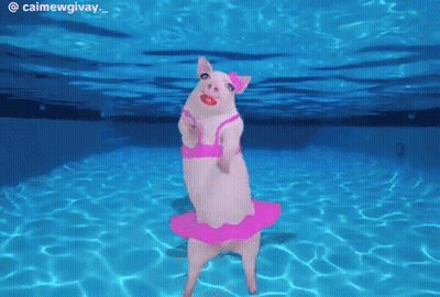 Pig In Pink Bikini And Tutu In Pool GIF