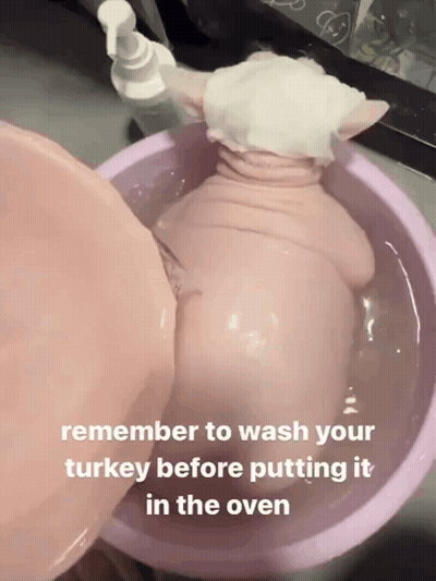 Pig In Water Bowl Remember To Wash Turkey GIF
