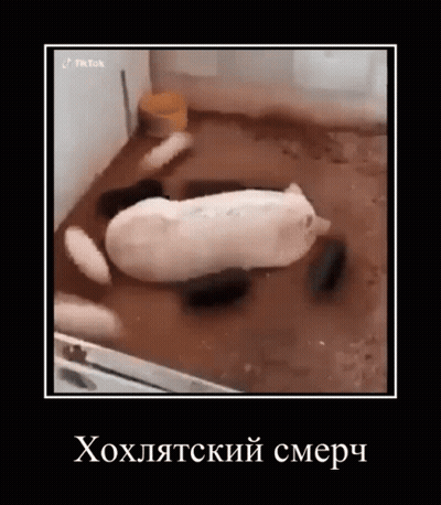 Pig Laying In Mud With Russian Caption GIF