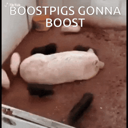 Pig Laying On Ground Boostpigs Gonna Boost GIF
