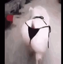 Pig Model Walk GIF