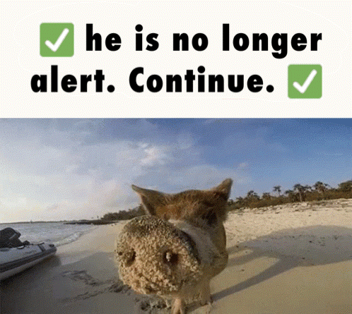 Pig On Beach He Is No Longer Alert Continue GIF