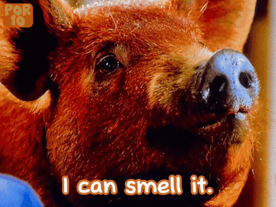Pig Says I Can Smell It In Front Of Por 10 Logo GIF