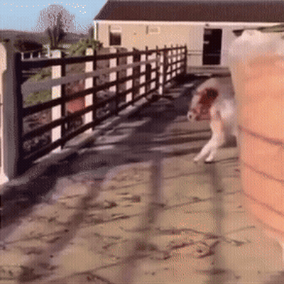 Pig Standing In Front Of Fence In Yard GIF