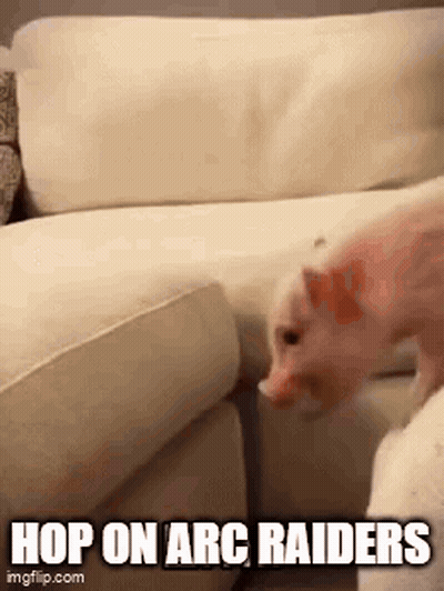 Pig Standing Next To Couch Saying Hop On Arc Raiders GIF