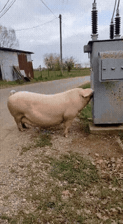 Pig Standing Next To Transformer On Road GIF