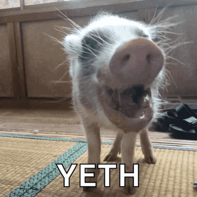 Pig Standing On Mat Saying Yeth GIF