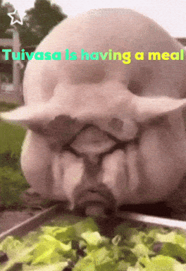 Pig Statue Eating Lettuce Tuivasa Having A Meal GIF
