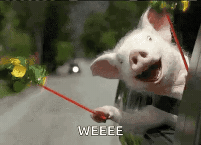 Pig Sticking Head Out Car Window GIF