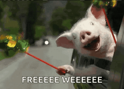 Pig Sticking Head Out Car Window Freeeeee Weeeeeee GIF