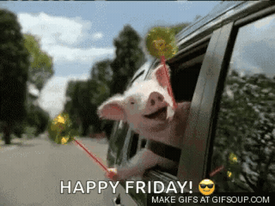 Pig Sticking Head Out Car Window Holding Lollipop Saying Happy Friday GIF