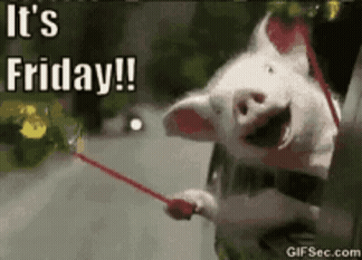 Pig Sticking Head Out Car Window Holding Red Stick Saying It's Friday GIF
