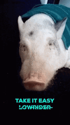 Pig Take It Easy Lowrider GIF