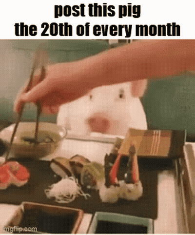 Pig Watching Person Eat Sushi With Chopsticks GIF