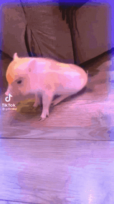 Pig With Pink Ears Swimming In Pool Saying Heely GIF