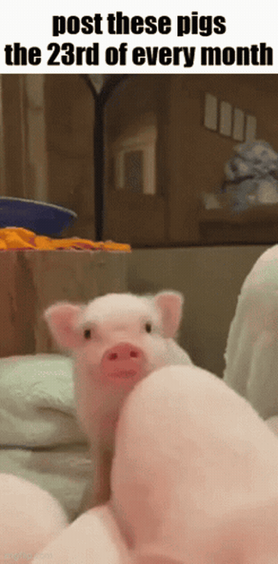Pig With Post These Pigs Caption GIF
