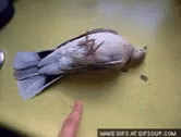 Pigeon GIF