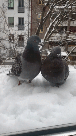 Pigeon Bird Kissing GIF